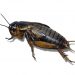 Male crickets attract female crickets towards them but mate less, Study